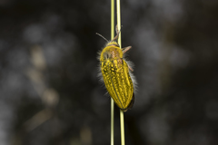 Julodis ehrenbergii