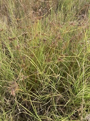 Cyperus eragrostis