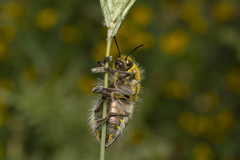 Julodis ehrenbergii