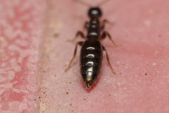 Sclerodermus