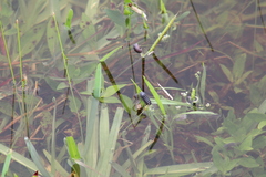 Armadillidium vulgare