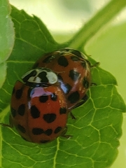 Harmonia axyridis