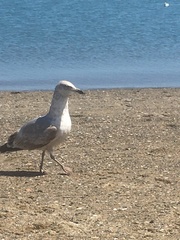 Larus argentatus