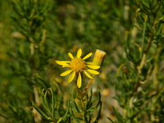 Senecio subulatus