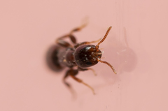 Sclerodermus