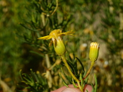 Senecio subulatus