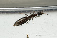 Sclerodermus