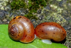 Mengoana jeschaui