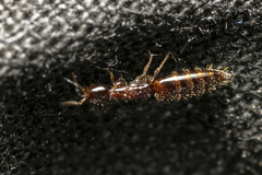 Sclerodermus
