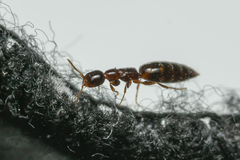 Sclerodermus