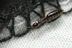 Sclerodermus