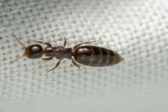 Sclerodermus