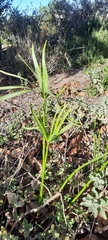 Cyperus textilis