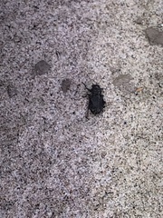 Coleoptera