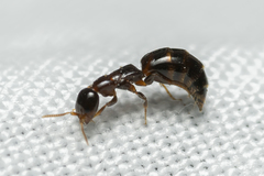 Sclerodermus