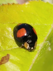 Harmonia axyridis