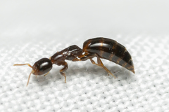 Sclerodermus