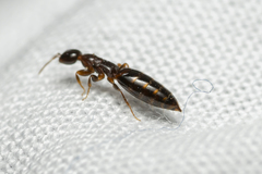 Sclerodermus