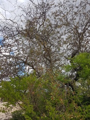 Acridocarpus excelsus image