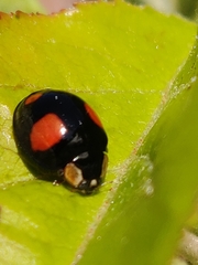 Harmonia axyridis