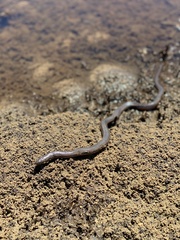 Farancia erytrogramma