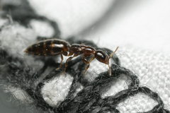 Sclerodermus