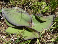 Ledebouria sandersonii