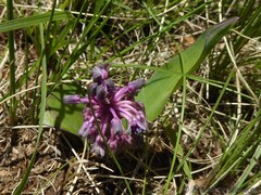Ledebouria sandersonii