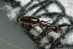 Sclerodermus