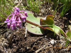 Ledebouria sandersonii