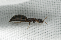 Sclerodermus