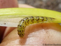 Neuranethes spodopterodes