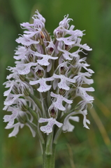 Neotinea conica