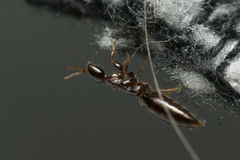 Sclerodermus
