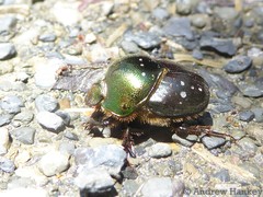 Proagoderus chalcostolus