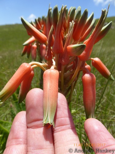 Image of Aloe neilcrouchii by (c) Andrew Hankey, some rights reserved (CC BY-SA)