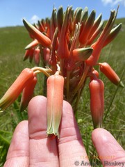 Aloe neilcrouchii