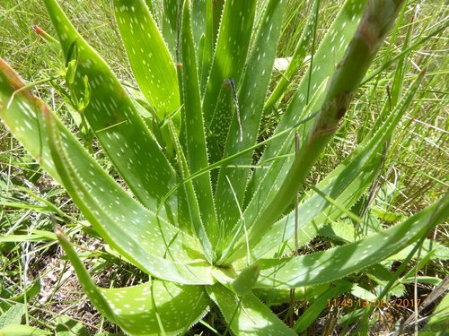 Image of Aloe neilcrouchii by (c) Andrew Hankey, some rights reserved (CC BY-SA)