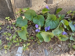 Viola