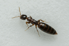 Sclerodermus