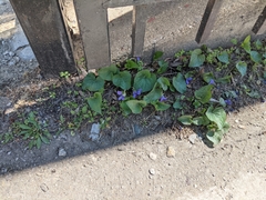 Viola