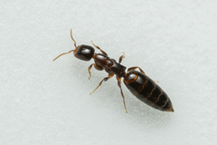 Sclerodermus