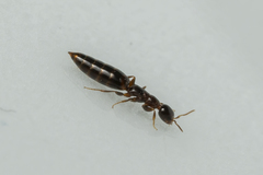 Sclerodermus