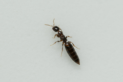 Sclerodermus