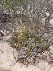Eulophia filifolia