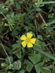 Oxalis texana