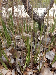 Eulophia filifolia