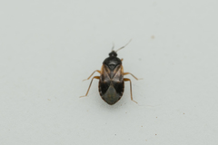 Lyctocoris