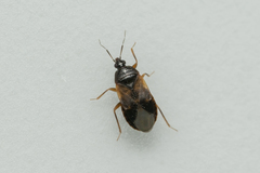 Lyctocoris