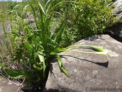 Zantedeschia albomaculata